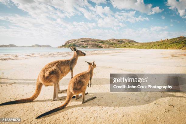 esperance beach kangaroos - australia stock pictures, royalty-free photos & images