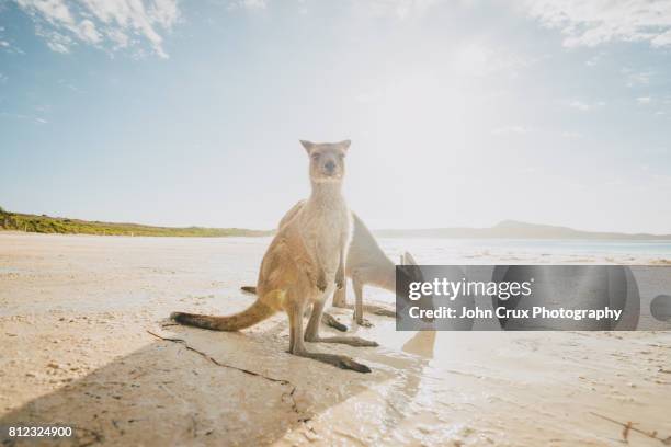 lucky bay wildlife