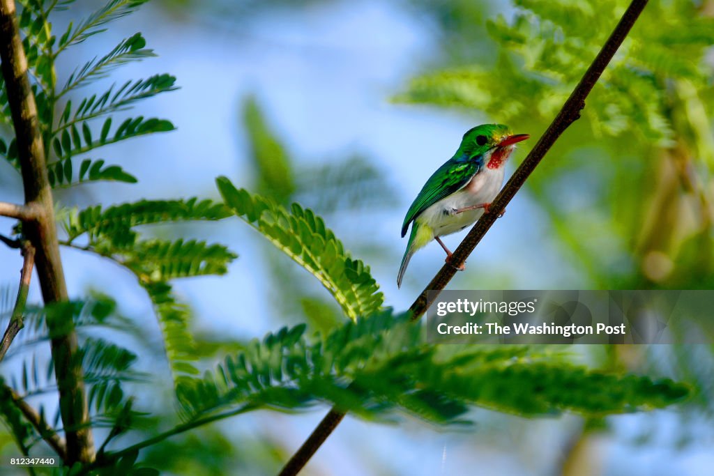 Peter Tolson studies threatened and endangered species at Guantanamo Bay Cuba