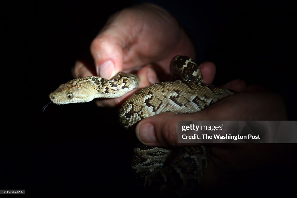Peter Tolson studies threatened and endangered species at Guantanamo Bay Cuba