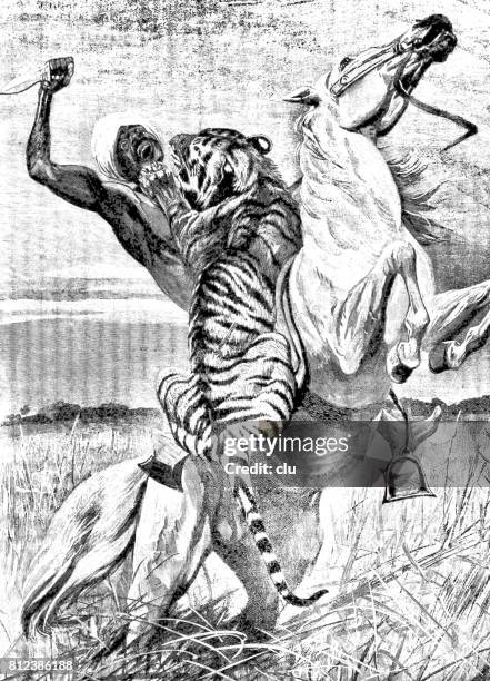 african man on white horse fighting with knife against the tiger - tiger stock illustrations
