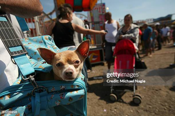 Dog is carried inside a bag as people celebrate Memorial Day on the beach at Coney Island May 26, 2008 in the Brooklyn borough of New York City....