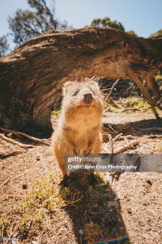 Rottnest island quokka