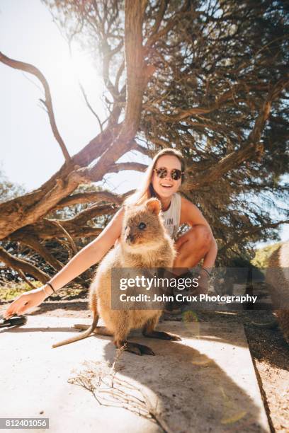 quokka backpackers - animal selfies stock pictures, royalty-free photos & images