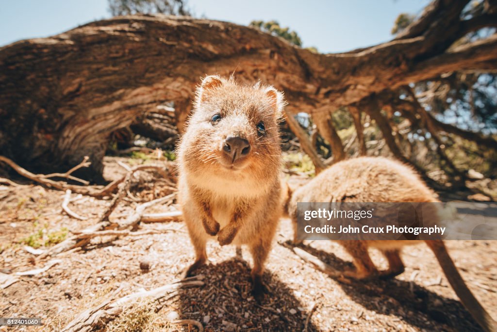 Wild quokkas