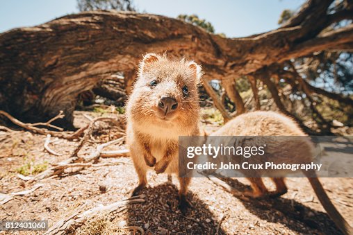 Wild quokkas Wild quokkas