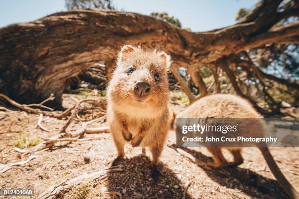 wild quokkas - perth australia 個照片及圖片檔