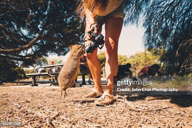 jumping quokka - rottnest island stock pictures, royalty-free photos & images