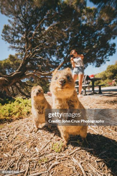 quokkas - rottnest island stock pictures, royalty-free photos & images