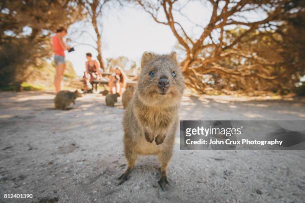 cute quokka - rottnest island stock pictures, royalty-free photos & images