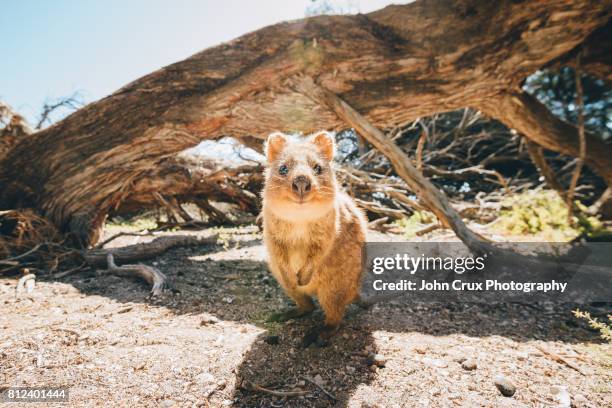 quokka australia - quokka stock-fotos und bilder