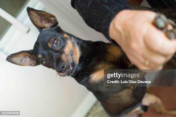 senior woman with her doberman pinscher - miniature pinscher stock pictures, royalty-free photos & images