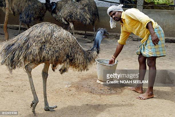 An Indian labourer goes about his work at an Emu farm at Peddavura in the Nalgonda District of the Indian state of Andhra Pradesh, some 180 kms from...
