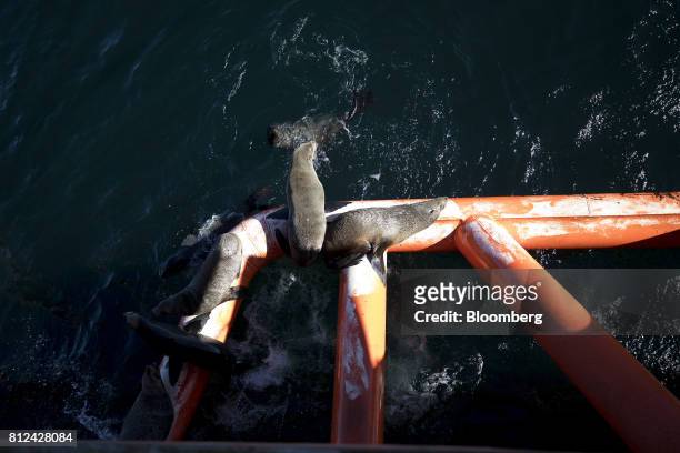 Seals lie on a steel boom on the Mafuta diamond mining vessel, operated by Debmarine Namibia, a joint venture between De Beers and the Namibian...