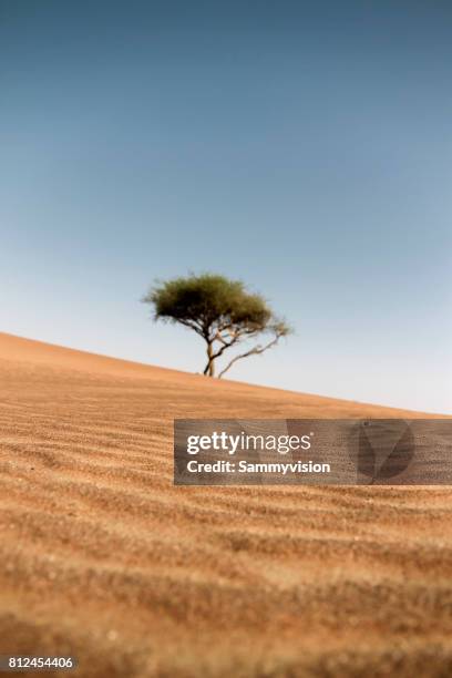 trees in desert - al maha stock-fotos und bilder