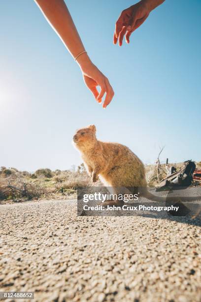 island quokkas - rottnest island stock pictures, royalty-free photos & images