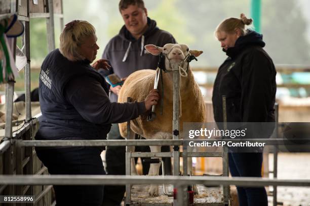 British Berrichon sheep is groomed before being judged on the first day of the Great Yorkshire Show near Harrogate in northern England on July 11,...