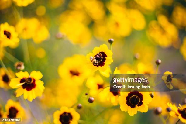 close-up of tickseed blooming - garden coreopsis flowers stock pictures, royalty-free photos & images