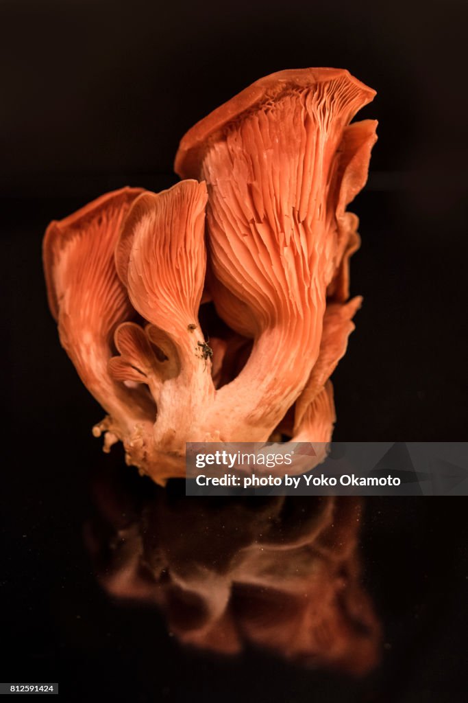 Orange shimeji mushroom