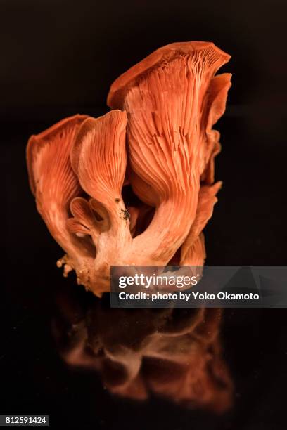 Orange Shimeji Mushroom High-Res Stock Photo
