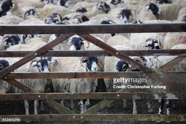 Sheep wait in their pen for the sheep shearing contest on the first day of the Great Yorkshire Show on July 11, 2017 in Harrogate, England. Despite...