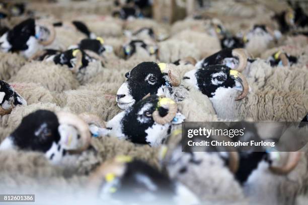 Sheep wait in their pen for the sheep shearing contest on the first day of the Great Yorkshire Show on July 11, 2017 in Harrogate, England. Despite...