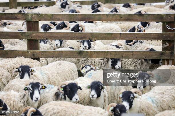 Sheep wait in their pen for the sheep shearing contest on the first day of the Great Yorkshire Show on July 11, 2017 in Harrogate, England. Despite...