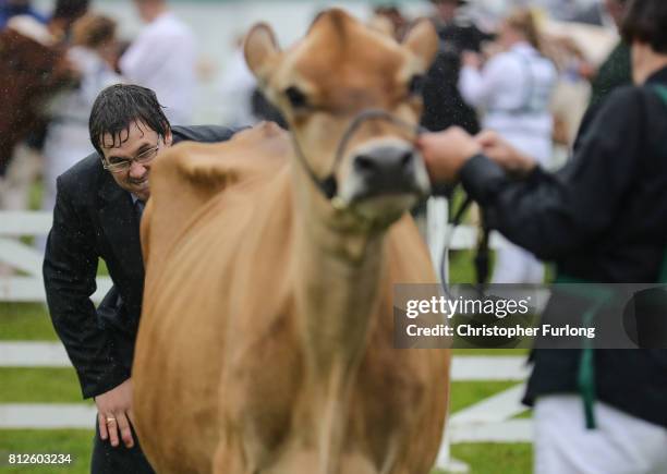 Judge ponders his decision in the cattle show ring on the first day of the Great Yorkshire Show on July 11, 2017 in Harrogate, England. Despite...