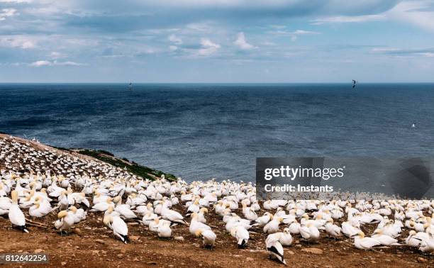 a look at the famous bonaventure island’s northern gannets, the world’s largest colony, where over 200 thousand birds call this place home, 6 months out of the year. - gannet stock pictures, royalty-free photos & images