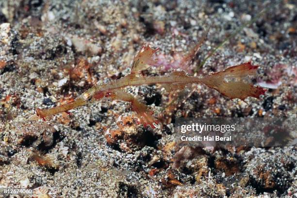juvenile ornate ghost pipefish - halicampus macrorhynchus peixe cachimbo fantasma - fotografias e filmes do acervo