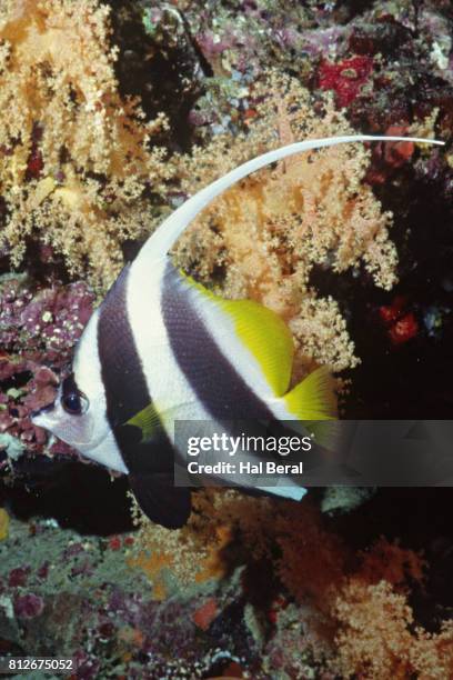 longfin bannerfish - longfin bannerfish stock-fotos und bilder