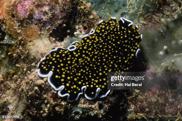 Polyclads Color 15 Polyclad Stock Photos, High-Res Pictures, and Images - Getty Images