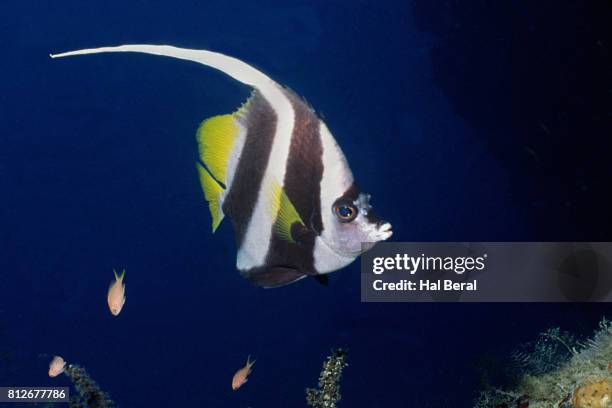 longfin bannerfish - longfin bannerfish stock-fotos und bilder