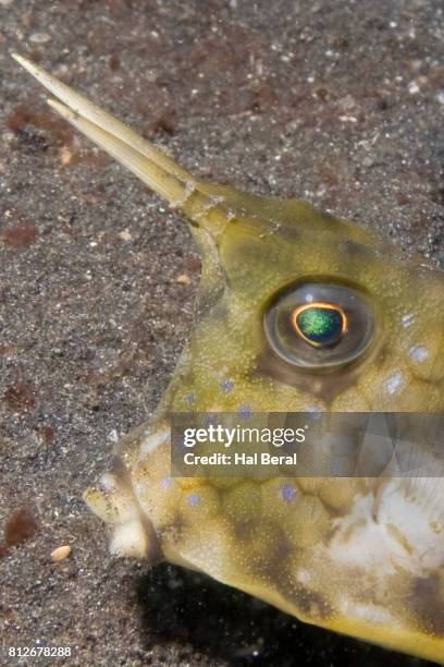 longhorn cowfsh close-up - longhorn cowfish stock pictures, royalty-free photos & images