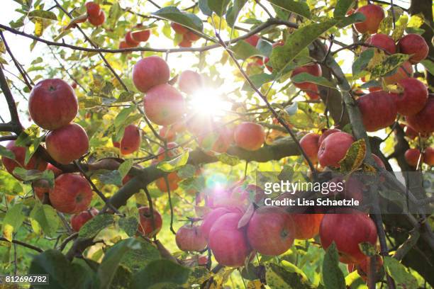 apple tree with red apples - pomar fotografías e imágenes de stock