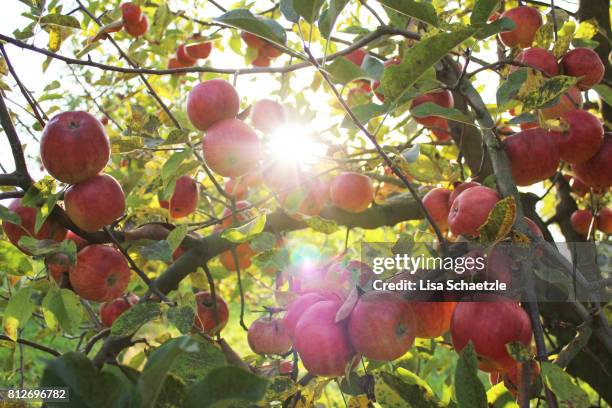 apple tree with red apples - apple tree stock pictures, royalty-free photos & images