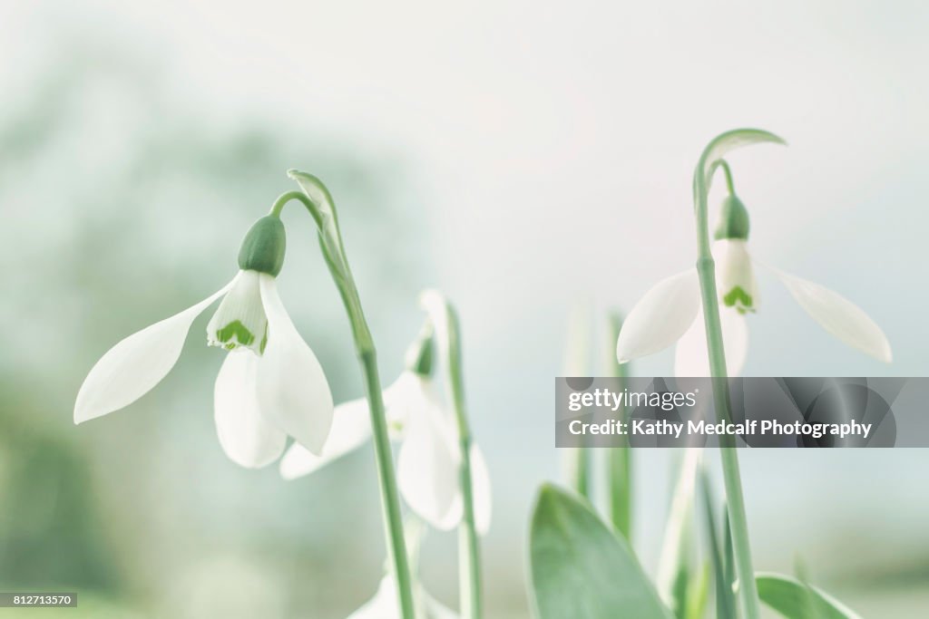 Snow Drops