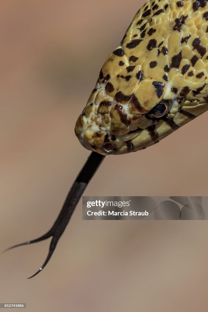 Bull Snake Up Close with Tongue Out