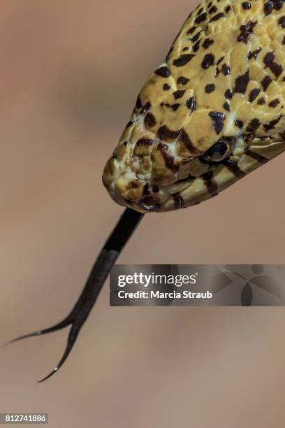 bull snake up close with tongue out - forked tongue stock pictures, royalty-free photos & images