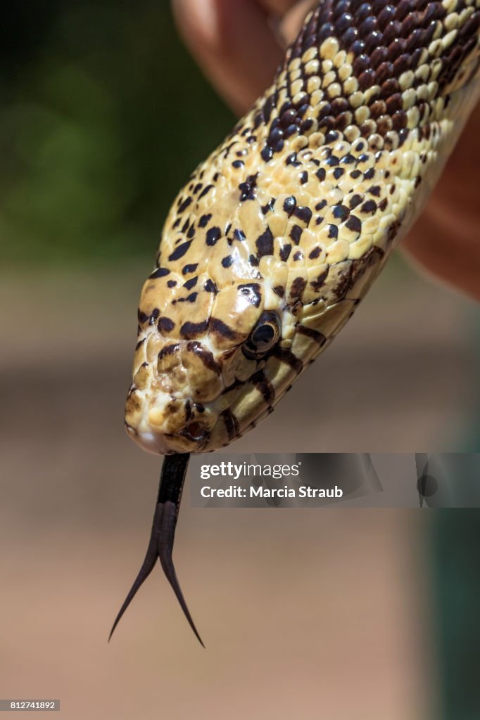 Bull Snake Up Close with Tongue Out