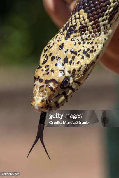 bull snake up close with tongue out - forked tongue stock pictures, royalty-free photos & images