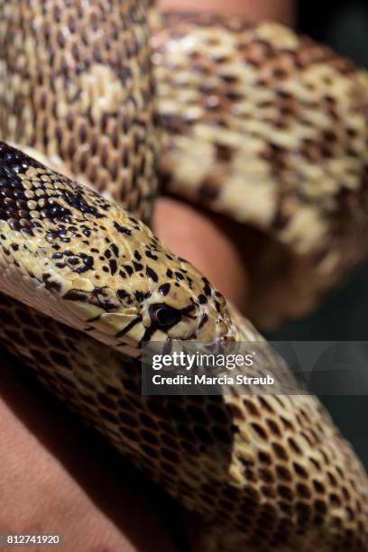 bull snake up close - forked tongue stock pictures, royalty-free photos & images