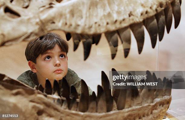 Will Murphy inspects the teeth of a Theropod dinosaur at an exhibition titled 'Hatching the Past: Dinosaur Eggs & Babies', featuring more than 15...