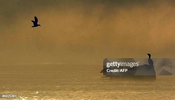 Bird flies over the Llanquihue lake, some 50 km east of Puerto Varas, 966 km south of Santiago on May 28, 2008. According to authorities, due to...