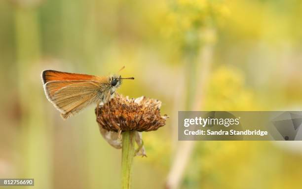 a pretty small skipper butterfly (thymelicus sylvestris) perched on a plant. - hesperiidae stock pictures, royalty-free photos & images