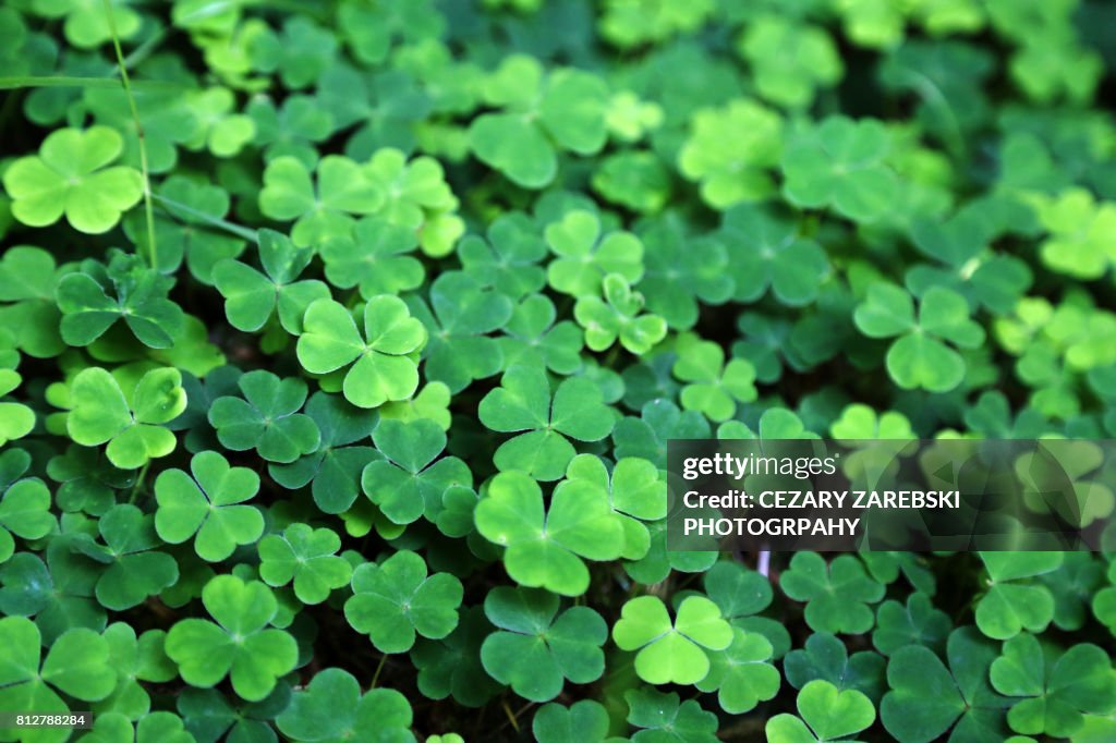 Close up of a bunch of green clover