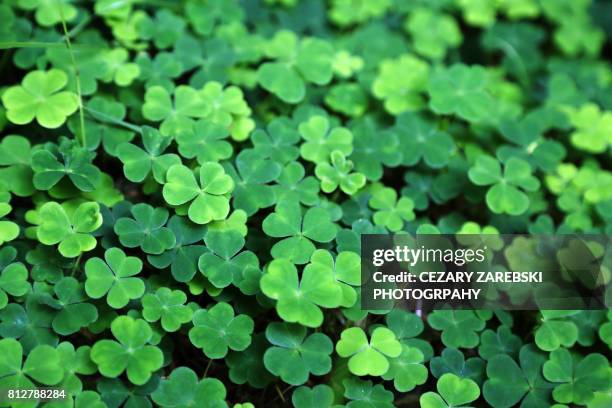 close up of a bunch of green clover - clover stock pictures, royalty-free photos & images