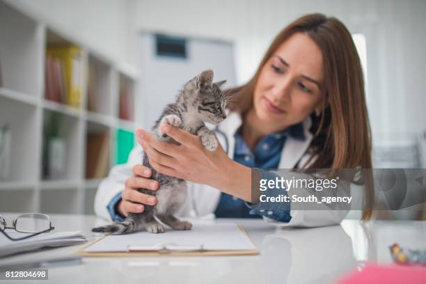 veterinarian examining kitten - kitten stock pictures, royalty-free photos & images