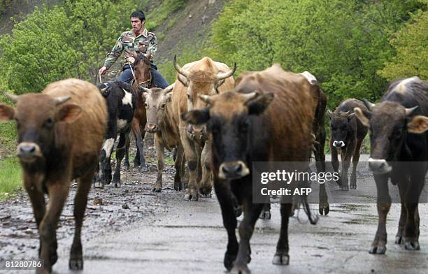 Cowherd follows cows at the North Ossetia and South Ossetia border near a village of Kvaisa some 230 km outside Vladikavkaz on May 29, 2008. Georgia...