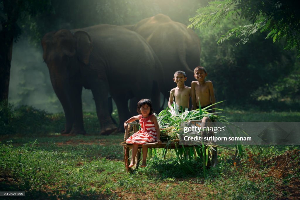 Children are helping to harvest grass in a wheelchair to feed the elephants.